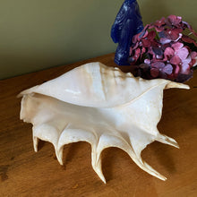 Charger l'image dans la galerie, Coquillage strombe, conque vintage