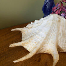 Charger l'image dans la galerie, Coquillage strombe, conque vintage