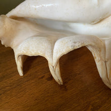 Charger l'image dans la galerie, Coquillage strombe, conque vintage