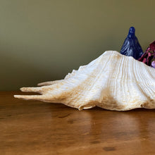 Charger l'image dans la galerie, Coquillage strombe, conque vintage