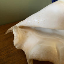 Charger l'image dans la galerie, Coquillage strombe, conque vintage