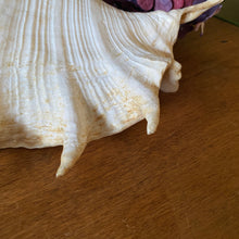 Charger l'image dans la galerie, Coquillage strombe, conque vintage