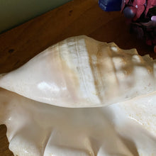 Charger l'image dans la galerie, Coquillage strombe, conque vintage