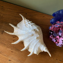 Charger l'image dans la galerie, Coquillage strombe, conque vintage