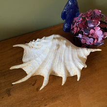 Charger l'image dans la galerie, Lambis strombe vintage