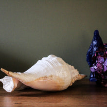 Charger l'image dans la galerie, cabinet de curiosités grand coquillage
