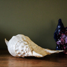 Charger l'image dans la galerie, grand coquillage cabinet de curiosités