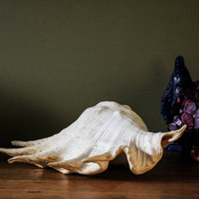 Charger l'image dans la galerie, Coquillage strombe, conque vintage lambis