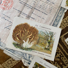 Charger l'image dans la galerie, Ensemble de cartes anciennes "champignons sauvages"