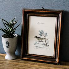 Charger l'image dans la galerie, Illustration d'oiseau italienne Fanello dell'Aquila