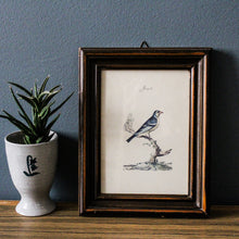 Charger l'image dans la galerie, Illustration d'oiseau italienne Fringuello