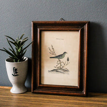 Charger l'image dans la galerie, Illustration d'oiseau italienne Paffera di Canaria