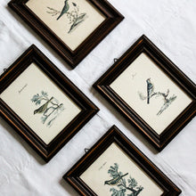 Charger l'image dans la galerie, Illustrations italiennes d'oiseaux encadrées