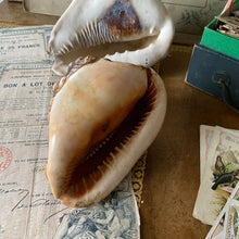 Charger l'image dans la galerie, Véritables coquillages