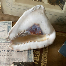 Charger l'image dans la galerie, Véritables coquillages