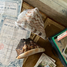 Charger l'image dans la galerie, Véritables coquillages