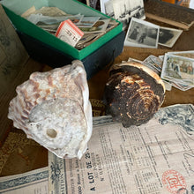 Charger l'image dans la galerie, Véritables coquillages