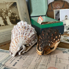 Charger l'image dans la galerie, Véritables coquillages