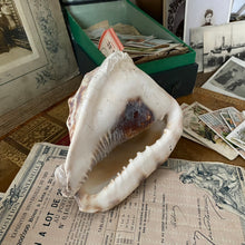 Charger l'image dans la galerie, Véritables coquillages