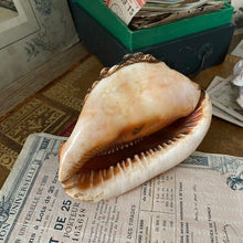 Charger l'image dans la galerie, Véritables coquillages