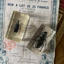 Charger l&#39;image dans la galerie, Insectes inclusion sous résine vintage
