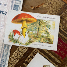 Charger l'image dans la galerie, Ensemble de cartes anciennes "champignons sauvages"