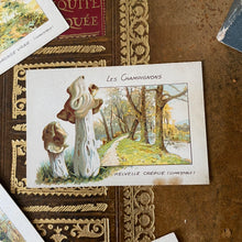 Charger l'image dans la galerie, Ensemble de cartes anciennes "champignons sauvages"