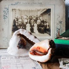 Charger l'image dans la galerie, Véritables coquillages