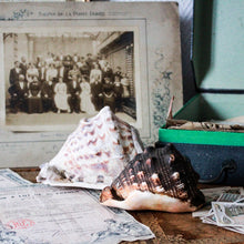 Charger l'image dans la galerie, Véritables coquillages