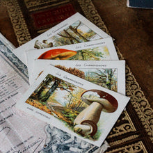 Charger l'image dans la galerie, Ensemble de cartes anciennes "champignons sauvages"
