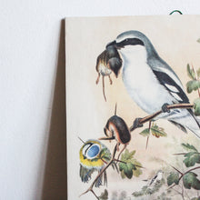 Charger l'image dans la galerie, Illustrations d'oiseaux vintage