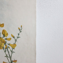 Charger l'image dans la galerie, Illustrations d'oiseaux vintage