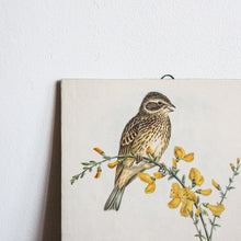 Charger l'image dans la galerie, Illustrations d'oiseaux vintage
