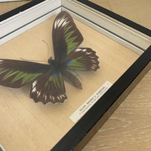 Charger l'image dans la galerie, Tableaux anciens, peintures sur toile paysages de rivière et papillon géant encadré
