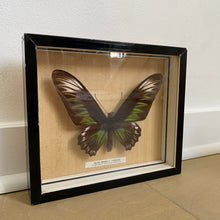 Charger l'image dans la galerie, Tableaux anciens, peintures sur toile paysages de rivière et papillon géant encadré
