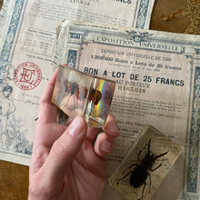 Charger l&#39;image dans la galerie, Insectes inclusion sous résine vintage
