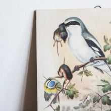 Charger l&#39;image dans la galerie, Illustrations d&#39;oiseaux vintage
